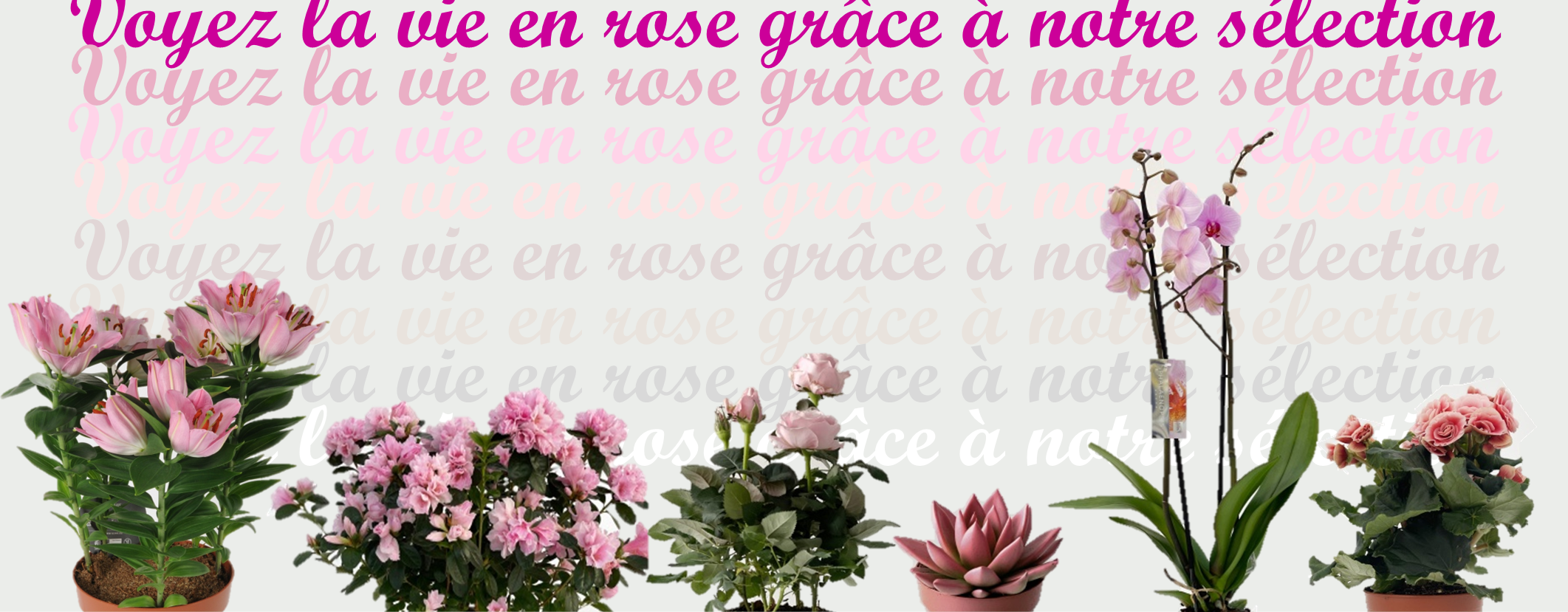 Bandeau S�lection rose .png