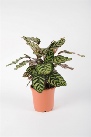 Calathea Makoyana 60cm x D17