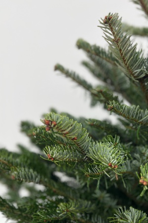 Abies Nordmanniana Coupé Extra 200/250cm