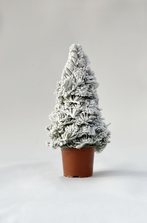 Abies Paraffine 35cm x D10