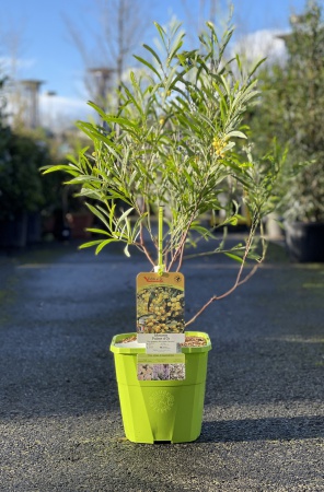 Acacia Floribunda Palme d\'or 80cm x 8,5L
