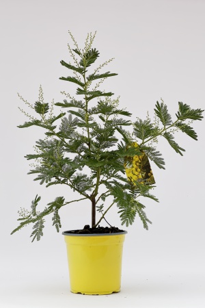 Acacia Touffe 55cm x D19