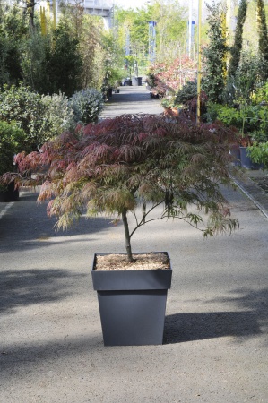 Acer Palmatum Dissectum Inaba Shidare 80cm x 25L