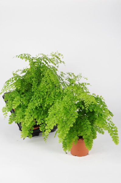 Adiantum Radians Fragans 35cm x D13