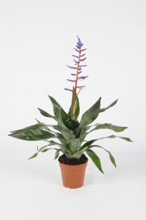 Aechmea Blue Rain 60cm x D12