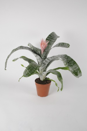 Aechmea Fascinator Primera 65cm xD15