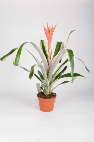 Aechmea Felice Brazil 60cm xD15