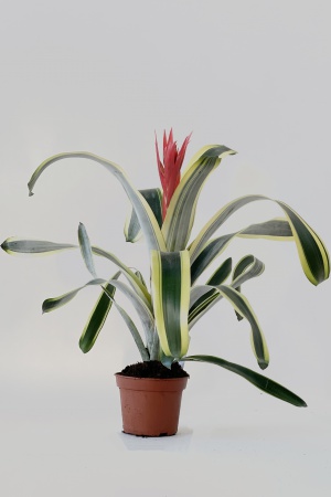 Aechmea Harvey\'s Pride 55cm x D15