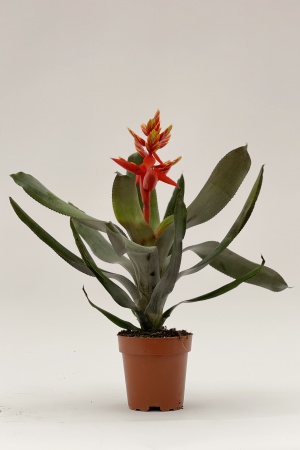 Aechmea Pepita Elegant Flames 40cm x D12