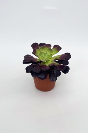 Aeonium 20cm x D13