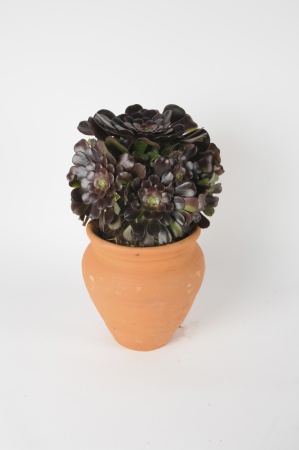 Aeonium Arboretum Velours 50cm x D26