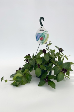 Aeschynanthus 50cm x D15