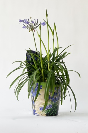 Agapanthus Summy Love Blue 55cm x D19