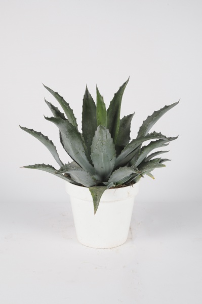 Agave Americana 45cm x D20