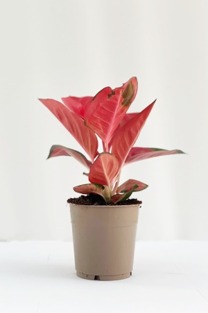 Aglaonema 30cm x D12