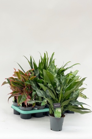 Aglaonema 40cm x D12