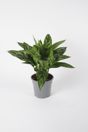 Aglaonema 45cm x D17