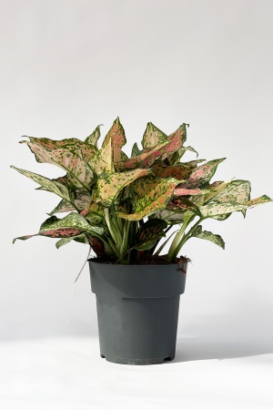 Aglaonema Crison Love 45cm x D19