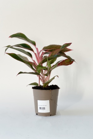 Aglaonema mixte 30cm x D12