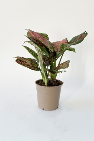 Aglaonema mixte 30cm x D12