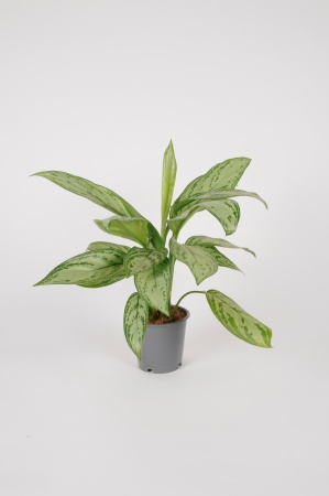 Aglaonema Silver Queen 40cm x D12