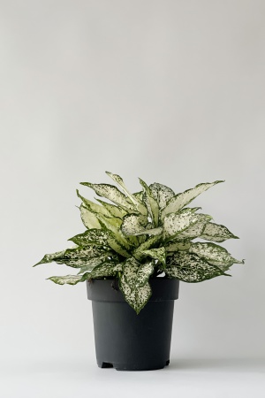 Aglaonema Snow White 35cm x D19