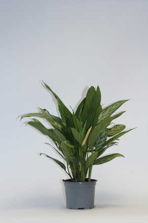 Aglaonema Sylver Queen 50cm x D17