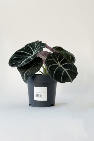 Alocasia Black Velvet 25cm x D14