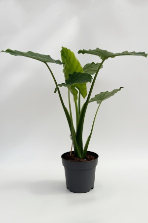 Alocasia Gagaena 90cm x D21