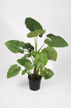 Alocasia Macrorrhiza 130cm x D25