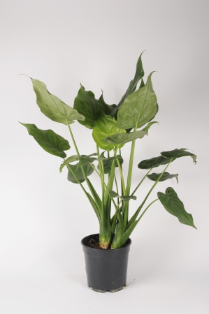 Alocasia Macrorrhiza 90cm x D21