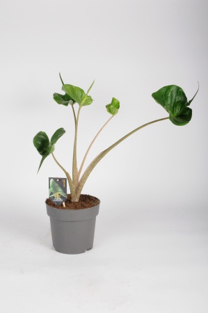 Alocasia Macrorrhiza Stringray 50cm x D17