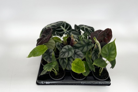 Alocasia Mixte 15cm x D6