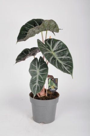 Alocasia Pink Dragon 55cm x D17