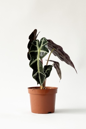 Alocasia Polly 25cm x D12