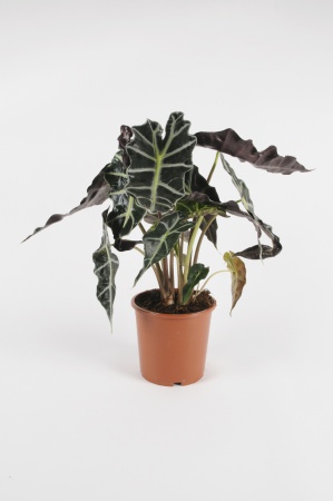 ALOCASIA Polly 50cm-D17