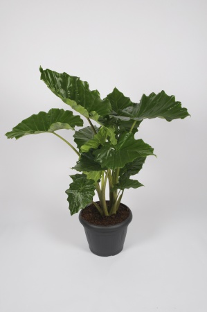 Alocasia Portodora 130cm x D35