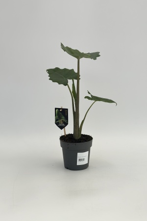 Alocasia Portodora 25cm x D14