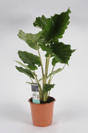 ALOCASIA Portodora 95cm-D21