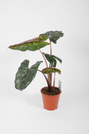 Alocasia Sarawakensis Yucatan Princess 70cm x D19