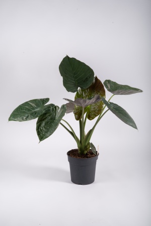 Alocasia Wenti 100cm x D32