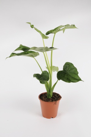 ALOCASIA Wentii 150cm-D22