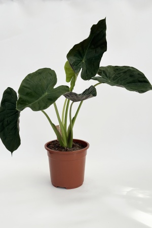 Alocasia Wentii Care 100cm x D27