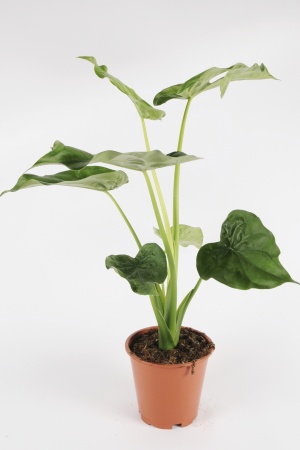 Alocasia Wentii Care 150cm x D32