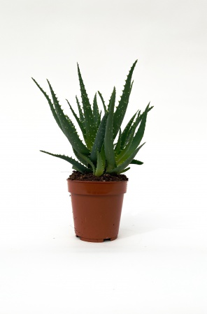 Aloe Arborescens 33cm x D12