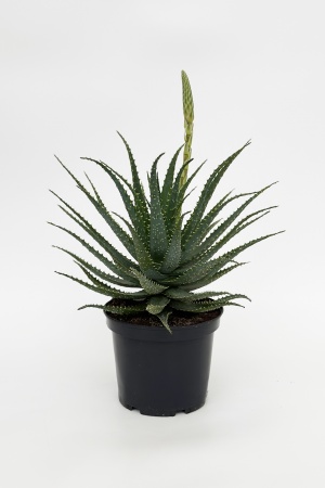 Aloe Arborescens 70cm x D23