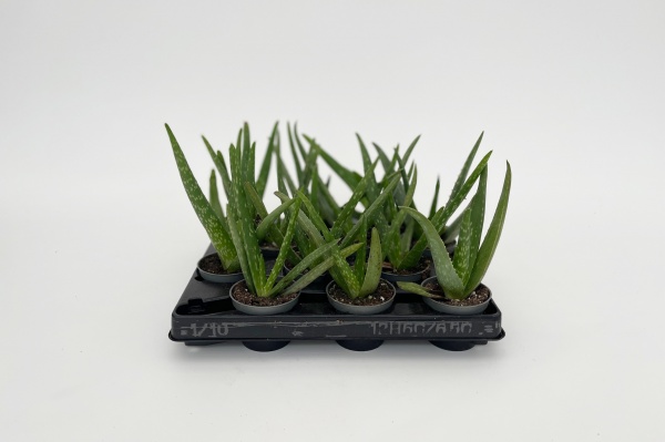 Aloe Vera 30cm x D6