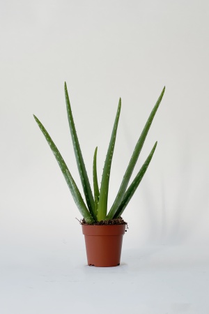 Aloe Vera 30cm x D8