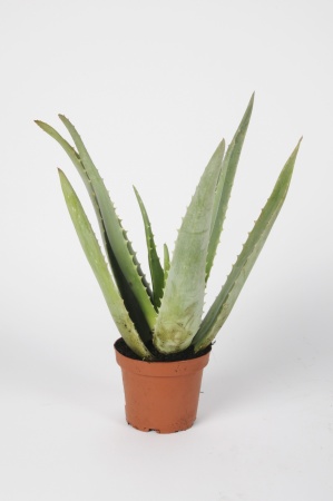 Aloe Vera 40cm x D12