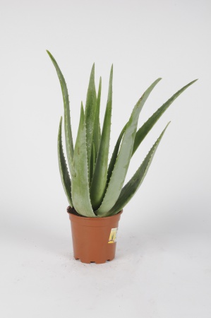 Aloe Vera 55cm x D17